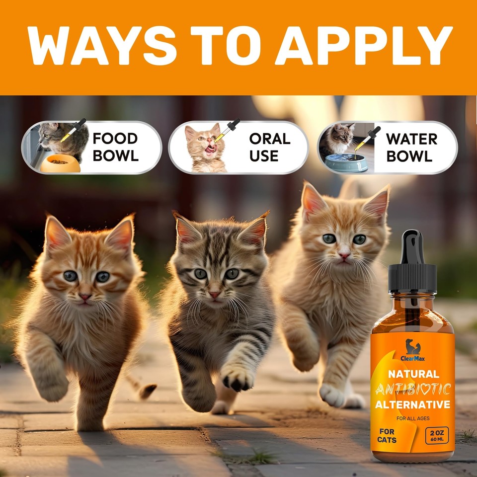 Antibiotics for Cats Cat Antibiotic Natural Antibiotics for Cats Cat An