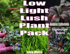 Low Light Lush Plant Pack Live Aquatic Plants Freshwater Aquarium Plants Tank