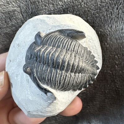 Hollardops Trilobit Fossil. Mitteldevon. Alnif, Marokko 