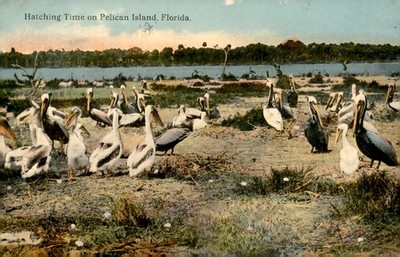 Pelican Island, Florida - Hatching Time, 1914 Postcard