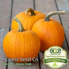 Small Sugar Pumpkin Seeds for Planting | Non-GMO | Heirloom Garden Seeds USA