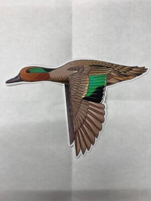 Casey Underwood Green Winged Teal Decal Sticker 5.5''X3''
