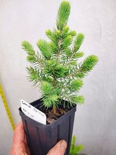 Colorado Blue Spruce Tree in Nursery Pot. Pre Bonsai-Landscape-Favors-Christmas