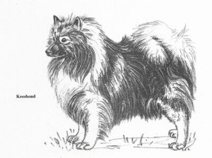 Keeshond - CUSTOM MATTED - 1962 Vintage Dog Art Print - Cook