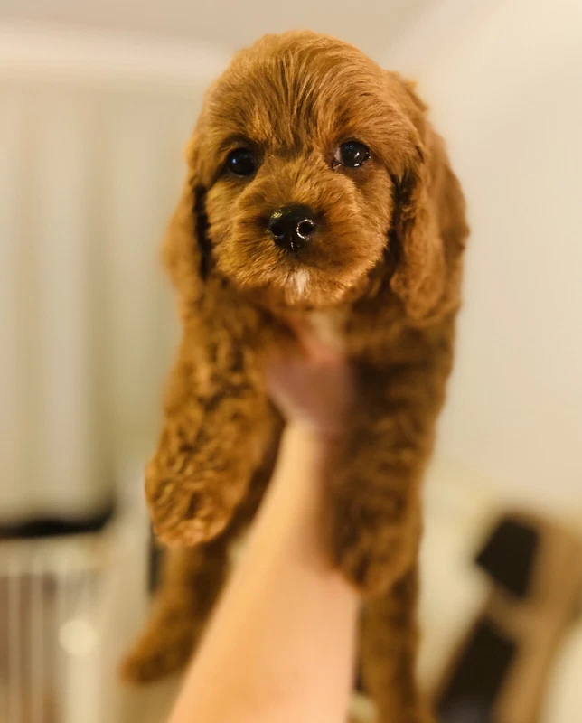 Spoodle Puppies Cockerpoo Puppies Dna Testing Dogs Puppies Gumtree Australia Newcastle Area Newcastle 1258413901
