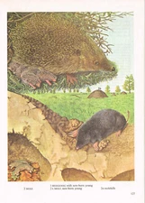 Hedgehog Mole Animal Print Picture Vintage 1985 IBOV#127