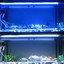 Indexbild 10 - Aquarium LED Lampe Weiß Blau Dimmbar Wasserdicht Aquarium Beleuchtung 4 Größen