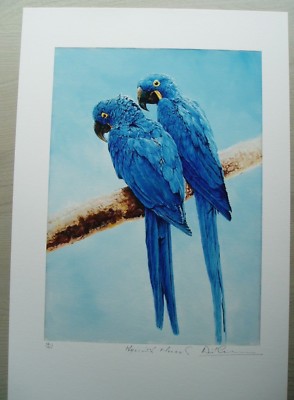 David Crane - Hyazinthenara - Giclée - Print Only - Limited Edition No 12/195
