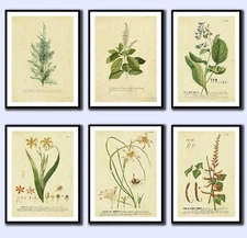 VINTAGE STYLE BOTANICAL IMAGES SET OF 6 Art prints vintage A4