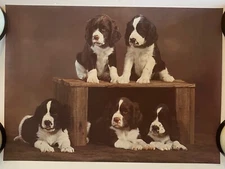 Spaniels Poster Vintage Puppy Photo  Animal Puppies Pro Arts 1980 Cocker Spaniel