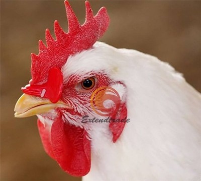 10pcs 55mm   Chicken Eyes Glasses Avoid Hen peck each other chicken farm *pz