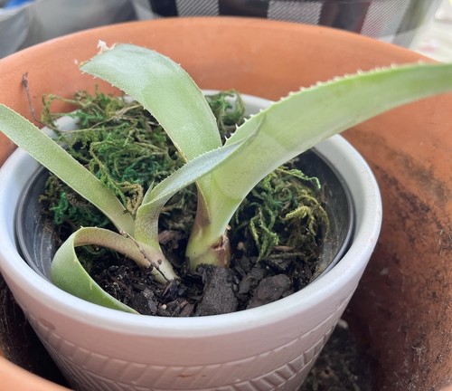 Lot of 2 small Americana Blue Agave Cactus Plants Live Florida Grown
