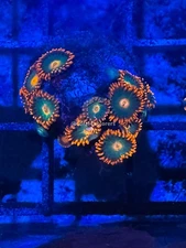 CE- WYSIWYG Gatorade Zoa Zoanthid Frag Live Coral LPS SPS #R1GG4