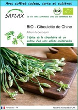 SAFLAX Kit cadeau - BIO - Ciboulette de Chine - 100 graines - Allium