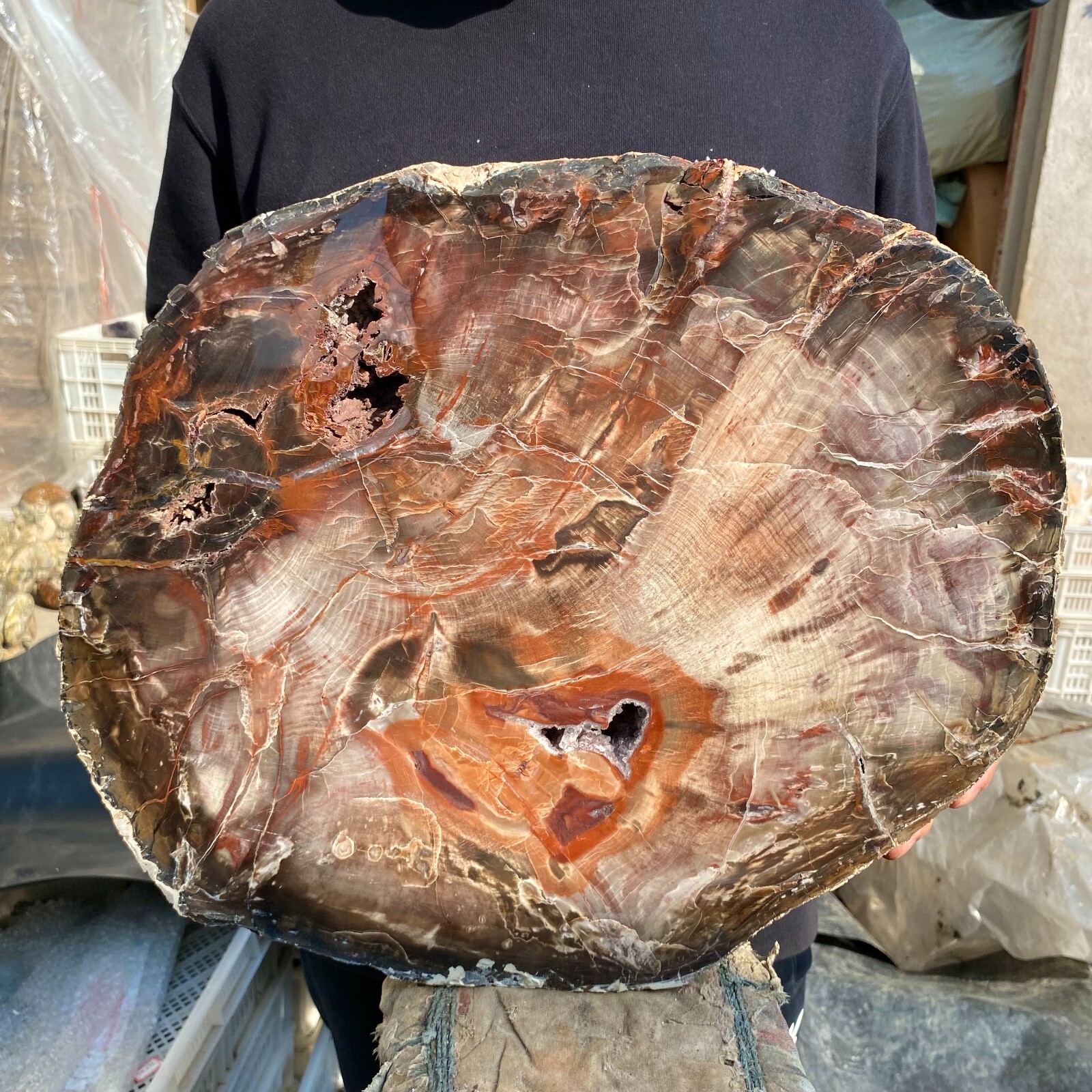 33.9lb Rare Natural petrified wood rough Wood fossil mineral specimen healing