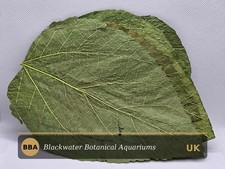 25pcs Mulberry Leaves Terrarium /Turtles / Shrimps /Fish / Frogs / Geckos/Isopod