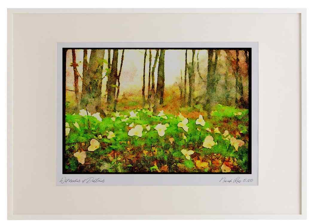 232092 White Trillium A2 Picture Frame Watercolour print