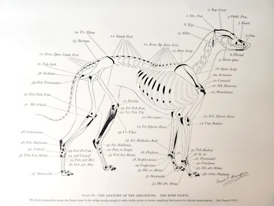 Greyhound Dog Skeleton Bone Points Ernest Thompson Seton 1977 Book Art Print