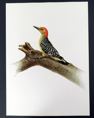 J F Lansdowne Pájaro carpintero de vientre rojo ilustración de pájaro 1968 impresión a color vintage - Imagen 4 de 4