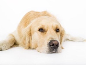 ebay golden retriever puppies for sale