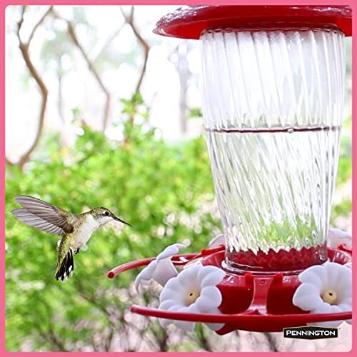 100543828 ElectroNectar Hummingbird Food Ready to Use Clear eBay