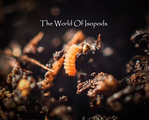 Orange Springtails 