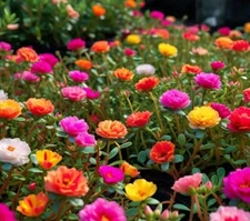 1000+ SEEDS-MIXED MOSS ROSE Vietnam Rose Portulaca Grandiflora Buy2get1Free!