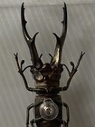 Large Cyclommatus Imperator Prodotto Per Collezionisti In Plaxi-Glass Case 85 mm — photo 6