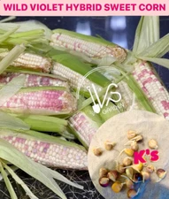 (37+ PCS) WILD VIOLET HYBRID SWEET CORN SEEDS -BẮP NẾP HỒNG VN |90% GERMINATION|