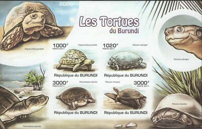 Turtles Ocean Marine Life Fauna Beach Reptile Amphibian Tortoise