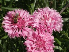 500 Tall Pink Bachelor Button Flower Seeds Cornflower