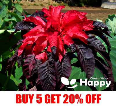AMARANTHUS TRICOLOR - EARLY SPLENDOR - 650 SEEDS - Annual semi shade ...
