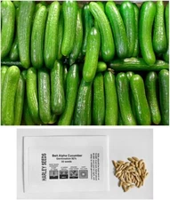 US Grown 30 Persian Beit Alpha a.k.a. Lebanese Cucumber Seeds Heirloom Non-GMO