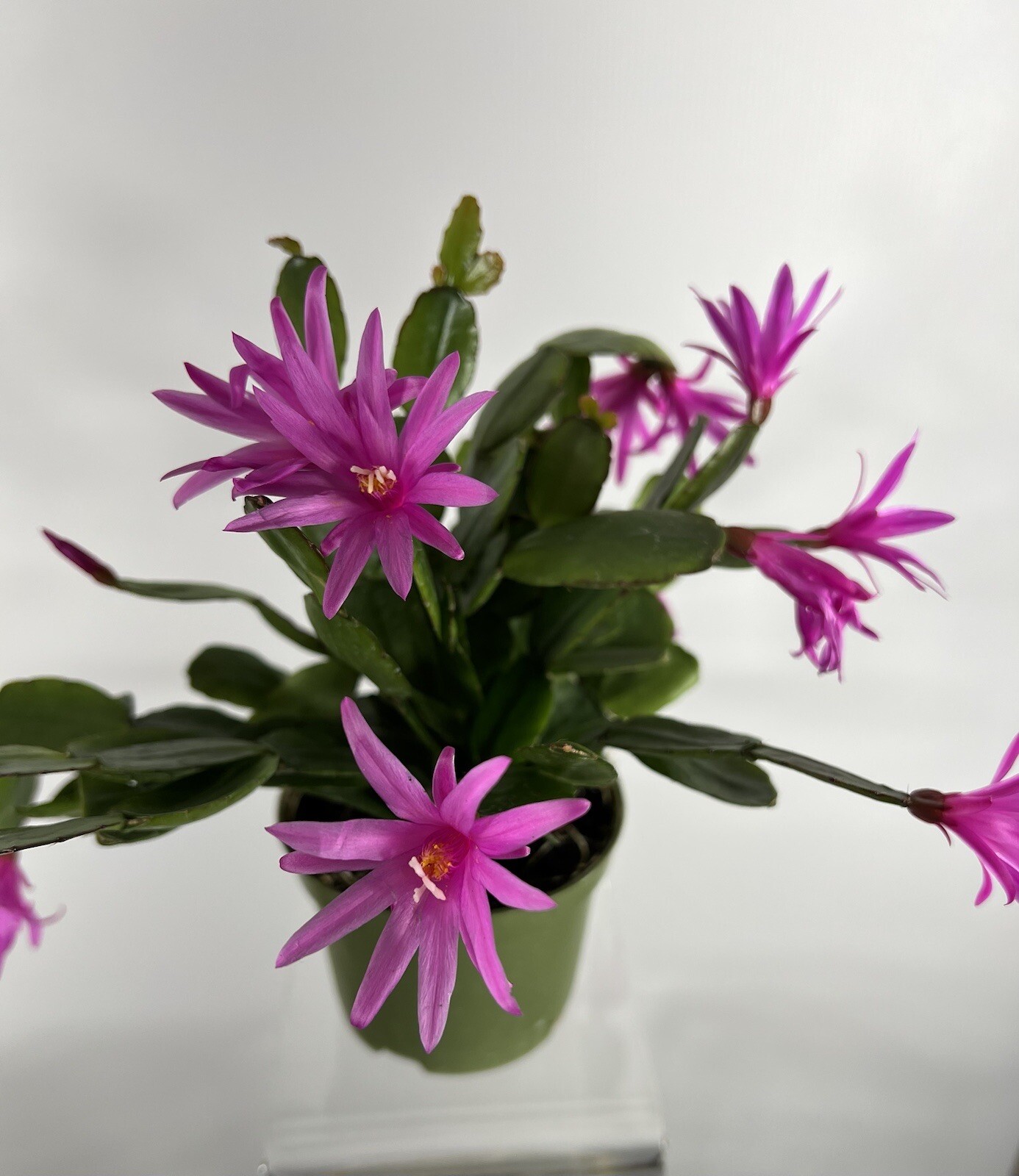 Root A Spring Cactus Easter Cactus Spring Sunrise Dark Pink Rooted Rhipsalidopsis Hatiora | eBay
