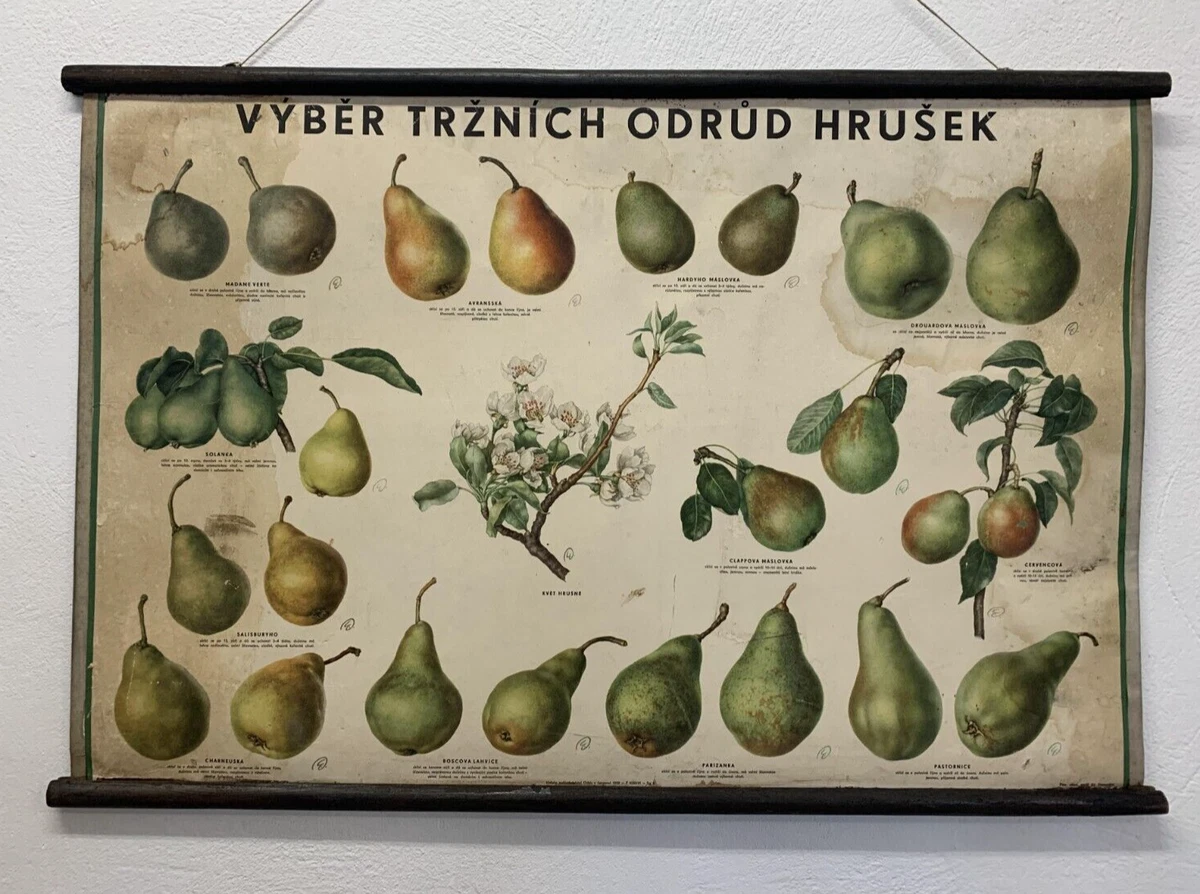 Pear Varieties Chart