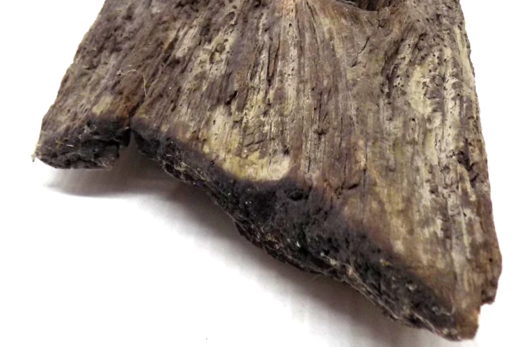 Vintage 14 1/2” Driftwood Natural Sculpture Wood Decor From Corea Maine - Image 3 of 4