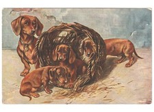 antica cartolina mamma cuccioli cani bassotto cesto vimini