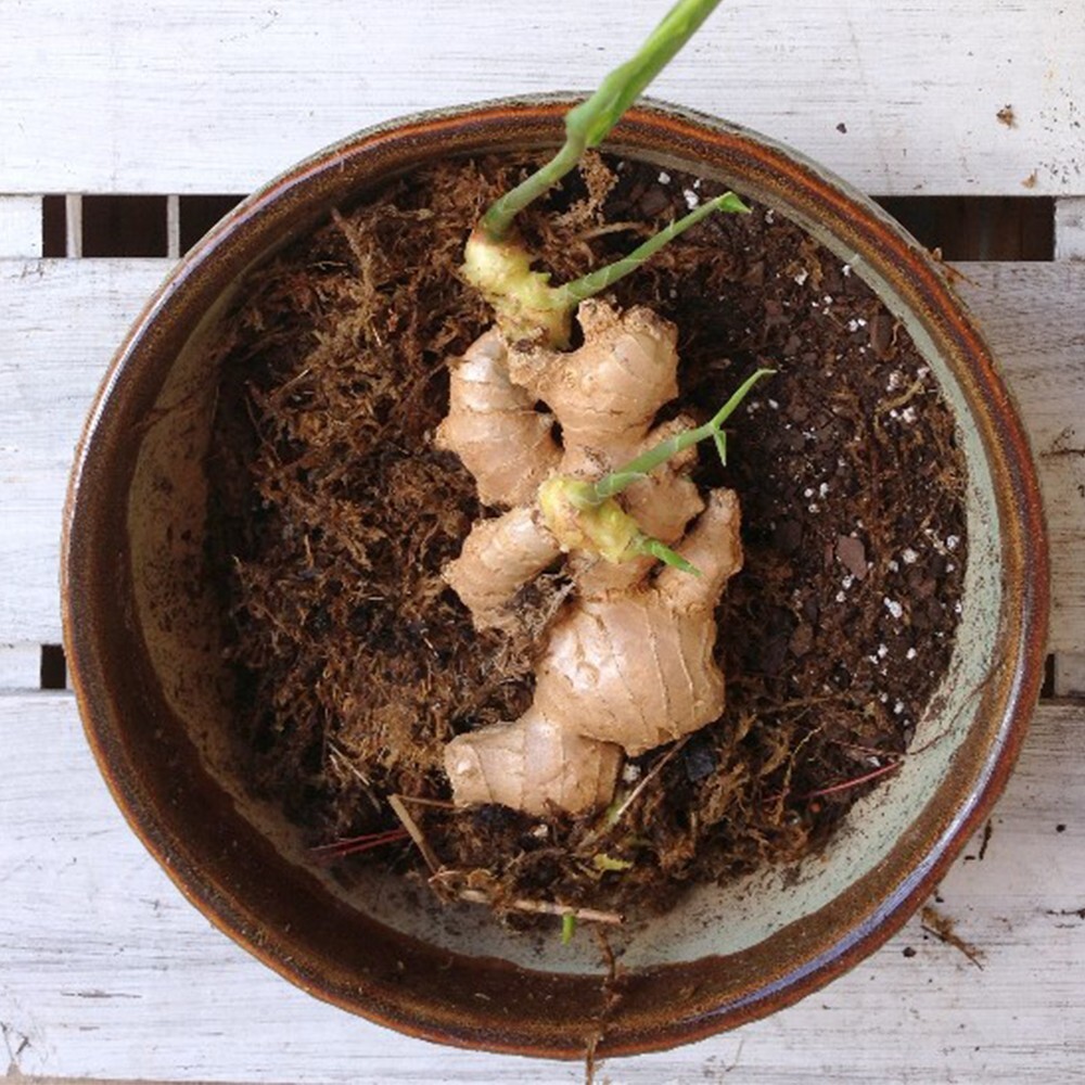 Organic Rhizomes Of Edible Ginger Roots - Direct From Farmer, Packaging Organic Rhizomes Of Edible Ginger Roots - Direct From Farmer, Packaging