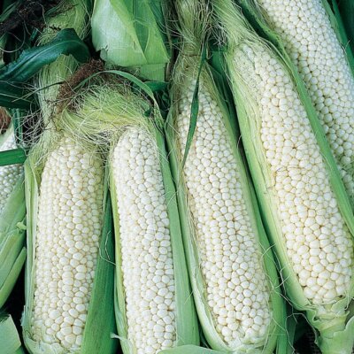 Country Gentleman Sweet Corn Seeds, White Shoepeg Corn