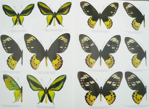 Butterflies Part 2 of the Asian and Australien Region: Ornithoptera, paradisea g - Picture 2 of 3