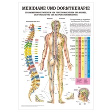 Meridiane u. Dorn Mini-Poster Anatomie 34x24 cm medizinische Lehrmittel