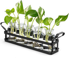 Desktop Glass Propagation Station