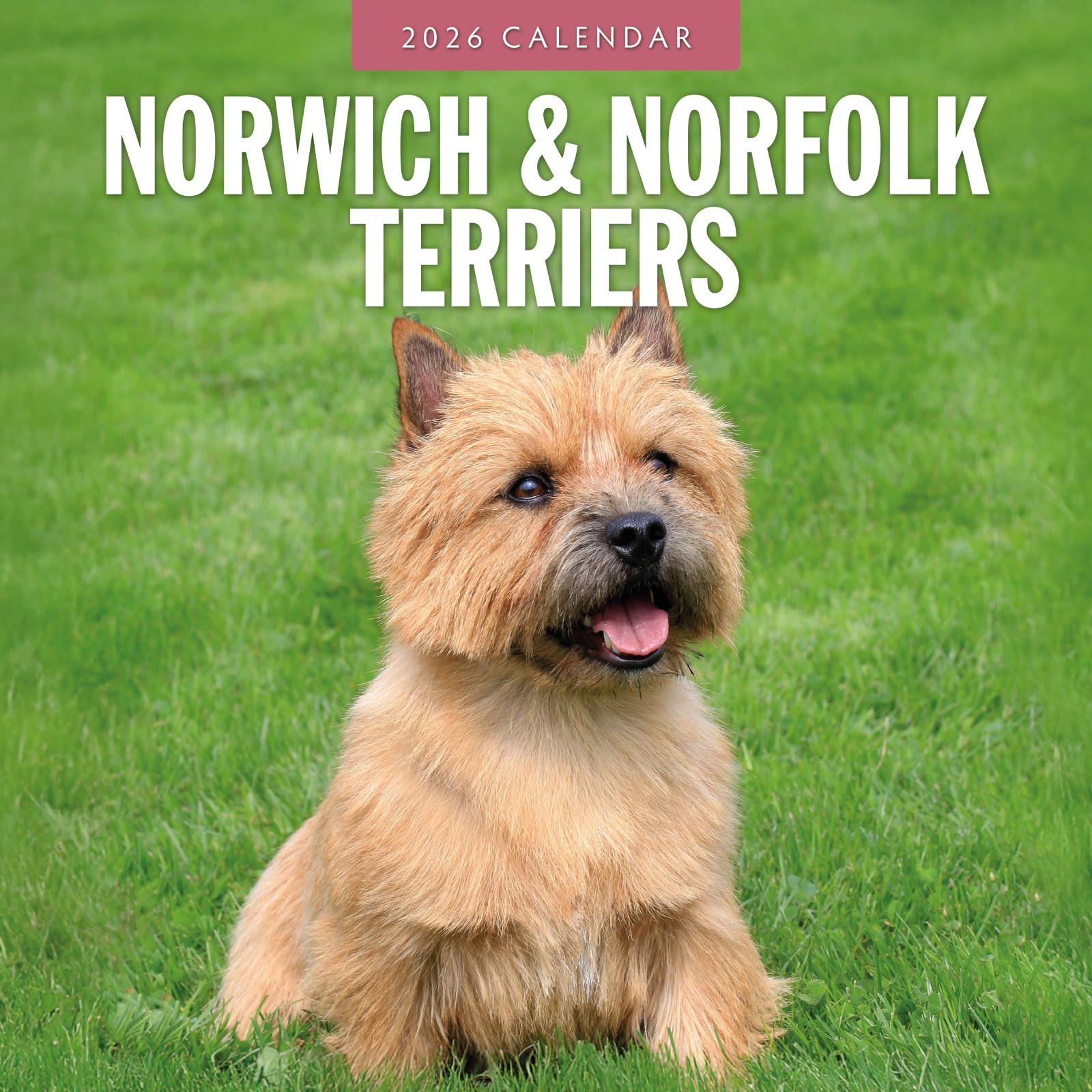 Norwich & Norfolk Terriers 2026 Square Wall Calendar