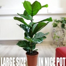 Rare Large Fiddle Leaf Fig Tree Evergreen Indoor House Plant in Pot Ficus Lyrata
