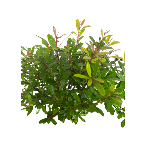 Syzigium (Brush Cherry) Bonsai Tree Broom Style - with ceramic drip tray - Picture 2 of 2