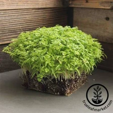 25lbs Chervil Slow Bolt seeds Microgreens Organic Non gmo USA mountain valley