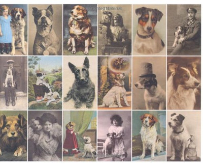 Postcard Dogs - Hall, Libby