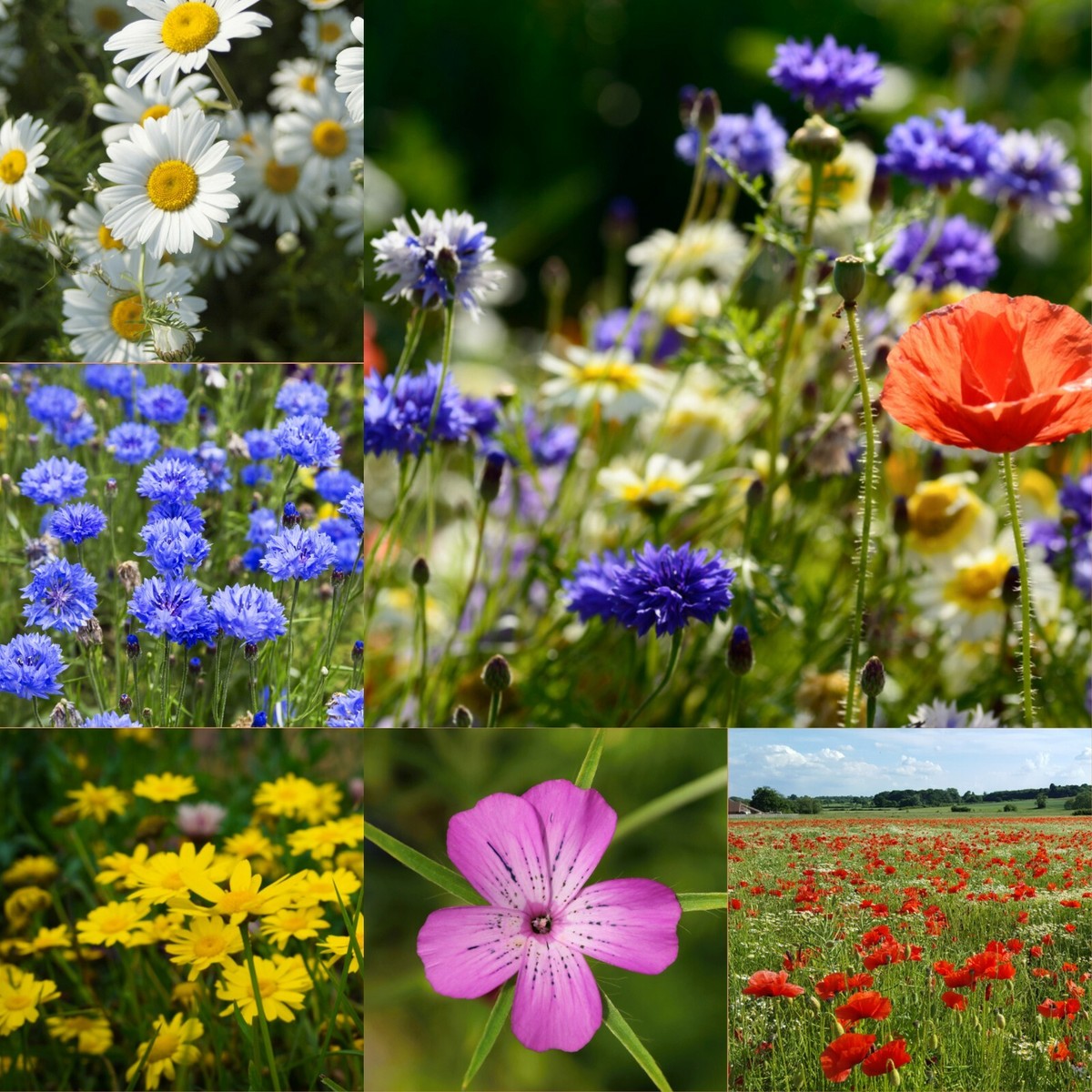 Wild Flower Seed Mix - Cornfield Meadow Flower Seeds Bee Friendly Native  Annuals | eBay