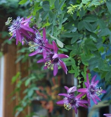 Passionsblume Lavender - Passiflora caerulea