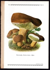 1913 Original Antique Color Print Boletus Badius - Bay Bolete